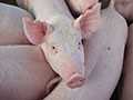 Pork Producers Advocate for FMD Vaccine Bank