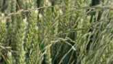 Weed Of The Week - Italian Ryegrass