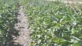 More Mature Cover Crops Help Maintain Residue Longer