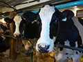 Veal Farmers of Ontario WELFARE ASSESSMENT