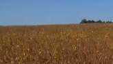 Farmers And Lawmakers Monitor NAFTA R...