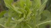 Weed Of The Week - Prickly Lettuce