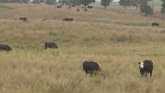 Ag Minute - Pasture Management And Gi...