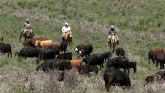 Examining the Challenges and Opportunities for Public Lands Ranchers