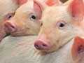 Visit to a Kansas Pig Farm!