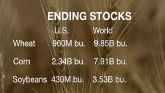 Market Monitor: USDA Report & Wheat