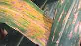Are You Prepared To Take On Gray Leaf Spot?