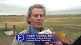 Talking Cattle Handling with Temple Grandin