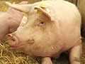 Jeffrey Wiegert - Effects of Birth Weight and Colostrum Intake on Piglet Survival and Quality