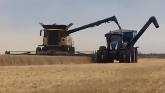 Alberta wheat harvest