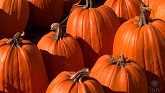 Pumpkins Offer an Extra Crop for Illinois Growers