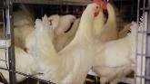 Burnbrae Farms Nestlaid eggs