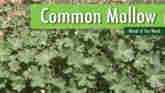 Weed Of The Week - Common Mallow