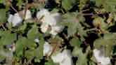 Boost Cotton Yield Potential With FiberMax FM 1830GLT