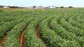 Farm Factor - Kansas Soybean Update