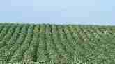 High Yields In South Dakota Soybean Yield Contest