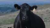 Cow/Calf Costs