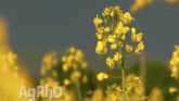 Weed of the Week - Wild Mustard