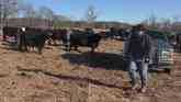 Caring for Livestock during Cold Snap