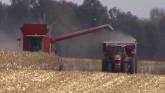  Corn Harvest with Massey Ferguson