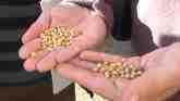 Record Soybean Crop Keeps U.S. Reliable Supplier