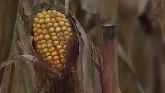 Corn Seeding Rates - Ignacio Ciampitti