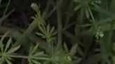 Weed of the Week - Catchweed Bedstraw 