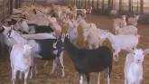  Ontario Dairy Goat Farms