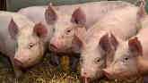 High-Risk Viruses Survive in Feed, Threaten US Pork