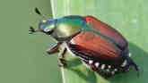 Japanese Beetles