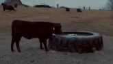 Tire Tanks for Watering Livestock