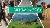  Livestock Market Interruption Strategy