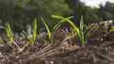 Tips for Even Emergence in Corn