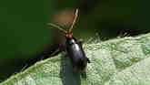 Red-Headed Flea Beetle