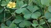 Weed of the Week - Yellow Woodsorrel