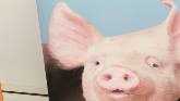  Funding to fight pig virus