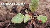  Weed identification of Waterhemp and Redroot Pigweed