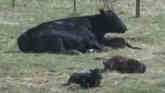 UK Extension Helps Livestock Producers Deter Black Vultures