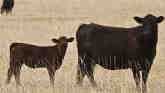  Livestock Marketing - Drought Condit...