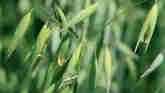 Weed of the Week - Wild Oats