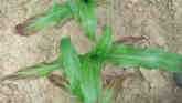 Fast Growth Syndrome in Corn