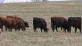 Cattle & Hogs Market Analysis - Lee S...