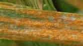 Scouting for Wheat Diseases - Stephen...