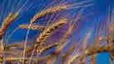 Wheat Update - Wheat Across Oklahoma