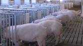  Livestock Sow Barn Remodel