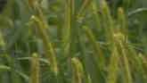 Weed of the Week - Yellow Foxtail