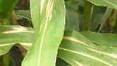 Corn Leaf Diseases