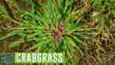 Weed of the Week - Crabgrass