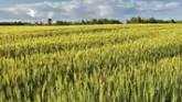  Canadian Farmers Plan to Increase Wh...