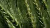Lahoma Field Day - Talking Wheat Varieties